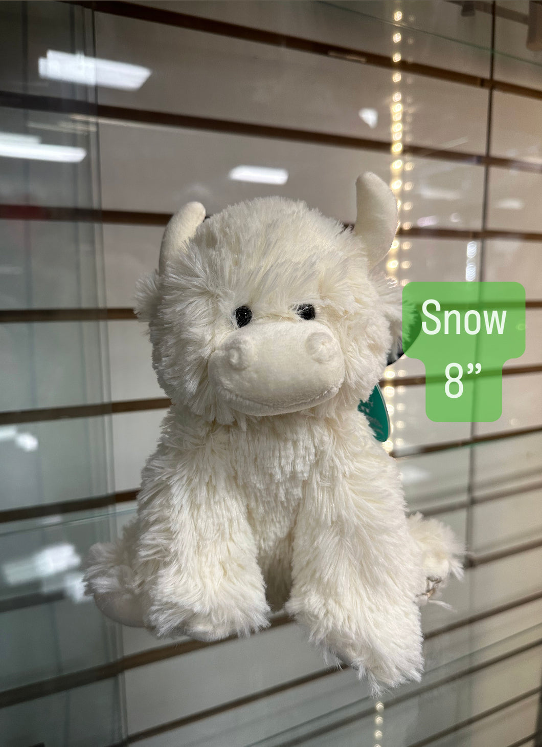 Snow the highland - 8 inches cow -